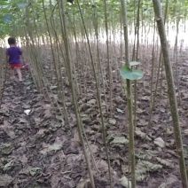 梓树苗