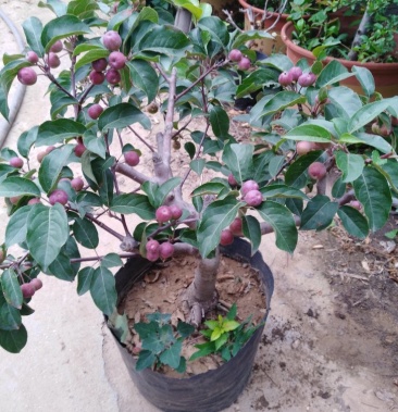 [其它批发]各种果树盆景价格6.00元/个 - 一亩田