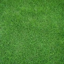 绿化草皮或草卷十成密度自产自销