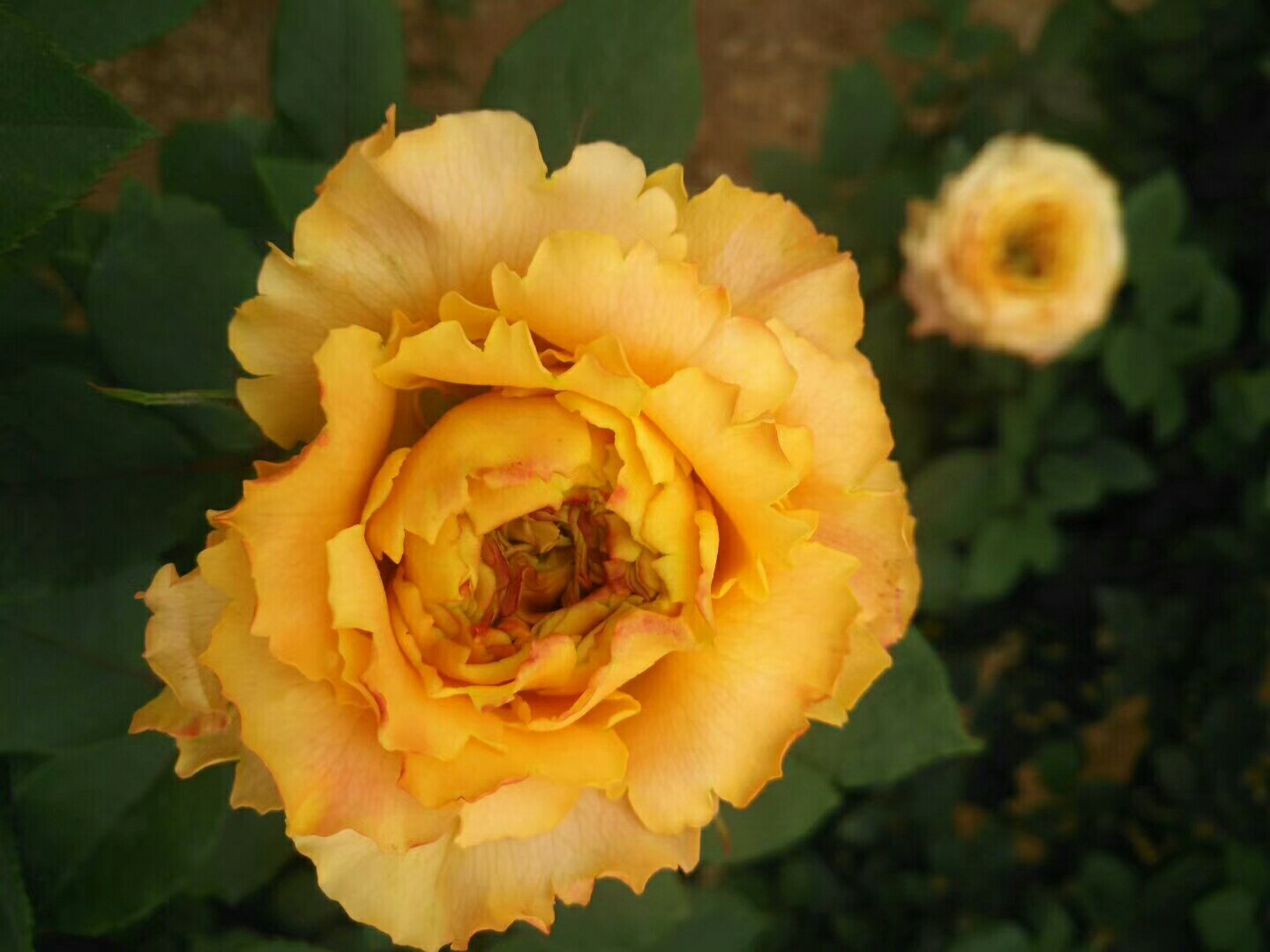 南瓜雄花与雌花对比图