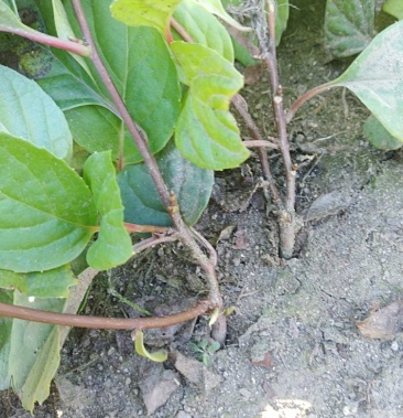 五味子苗精品辽五味子