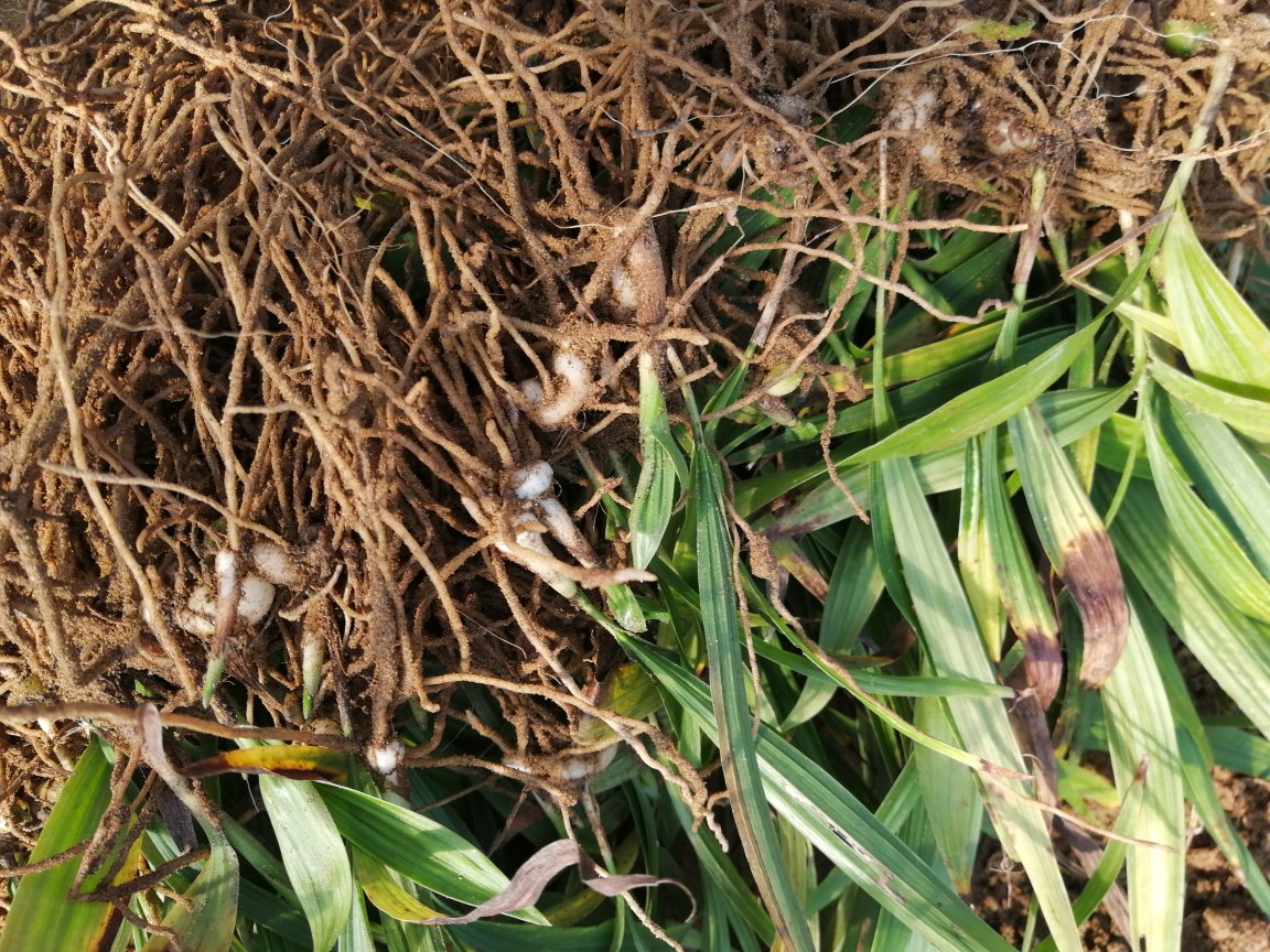 白芷药材图:展示完整的白芷根茎形态 白芷药材图