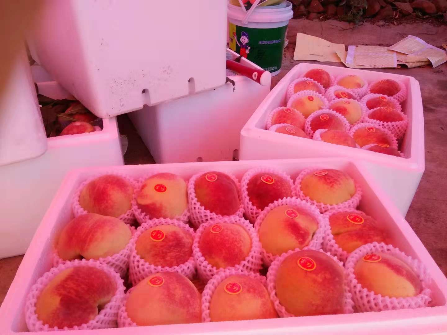 冬桃采摘场景图