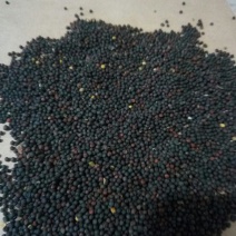 油菜籽