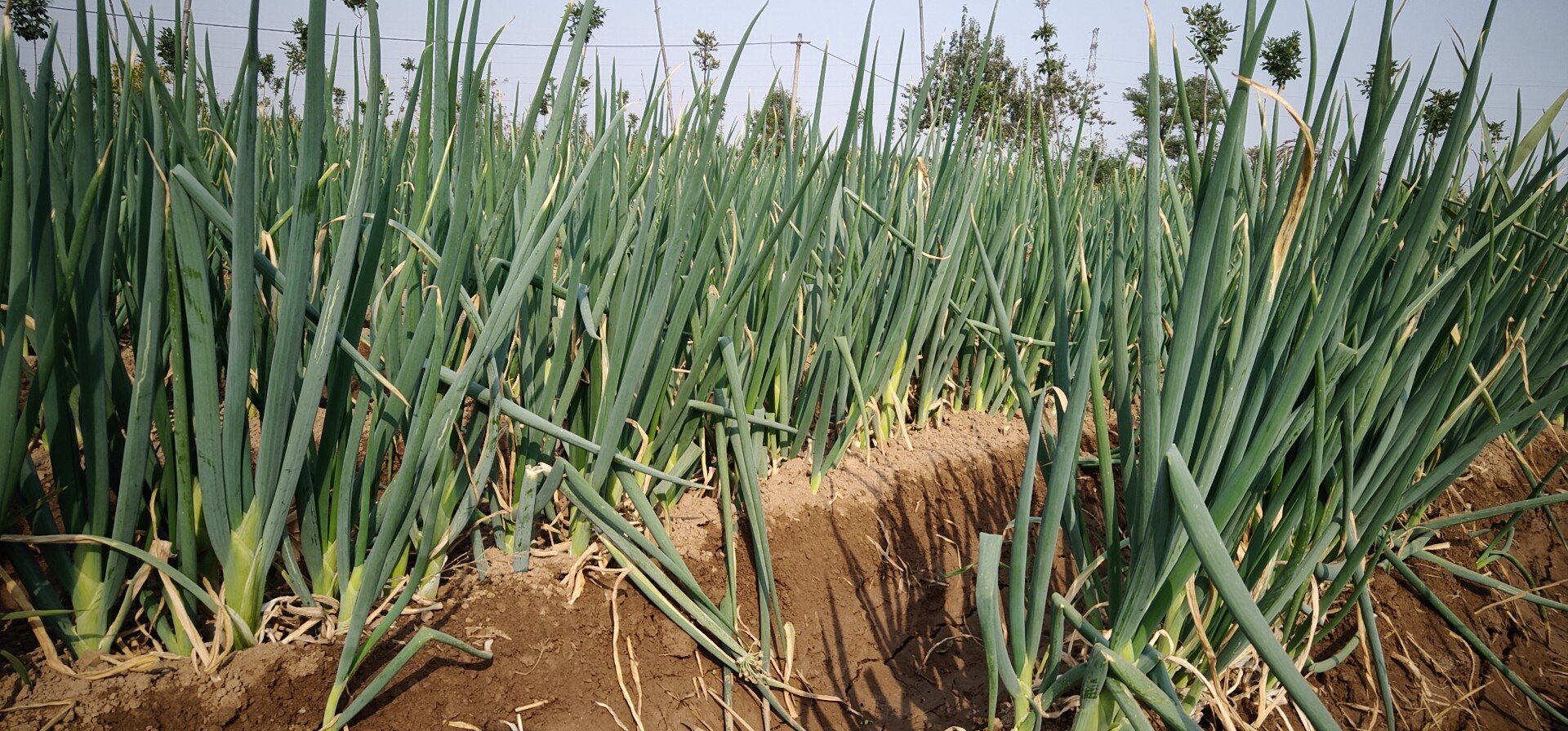 章丘大葱烹饪图