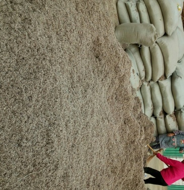 [棉籽壳批发]好棉壳要请联系我价格0.60元/斤 - 一亩田