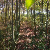 大量供应4-8公分杜英苗