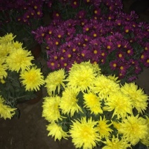 黄山贡菊
