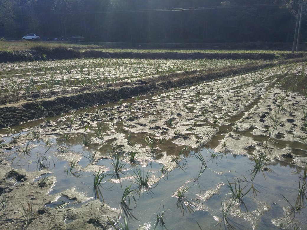 芦苇在田地中蔓延
