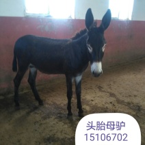 肉驴