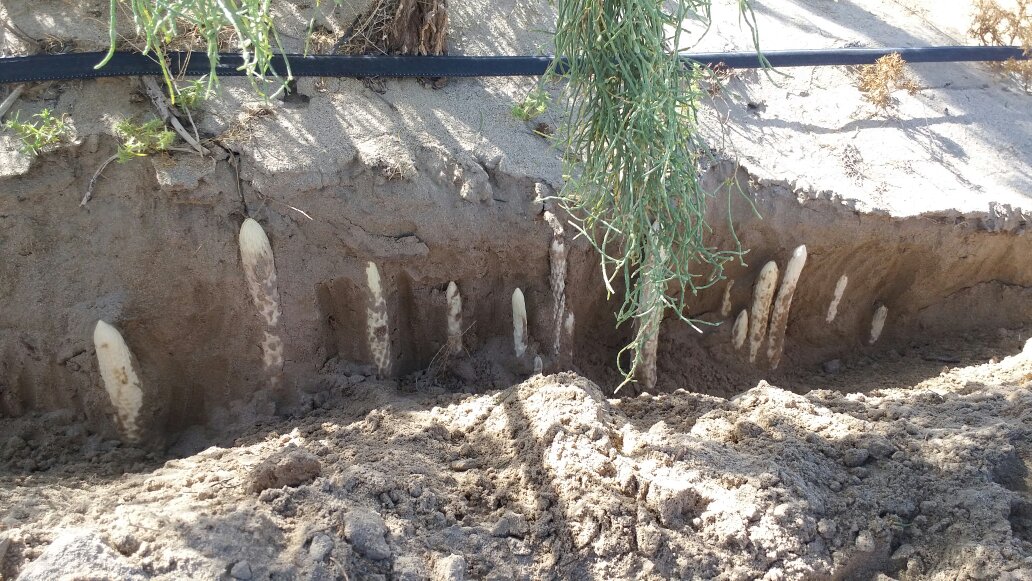多根刚从沙土中挖出的新鲜肉苁蓉,表面带有细沙,呈浅黄白色,顶端有紫色残留花序,根部连接部分梭梭树根系;背景模糊显示沙漠土壤环境,光线明亮自然 新鲜采摘的肉苁蓉特写