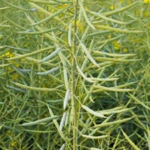 进口油菜籽