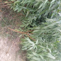 占地桃树2-3公分桃树，1公分1年毛苗基地直发质量保证