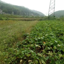 山地