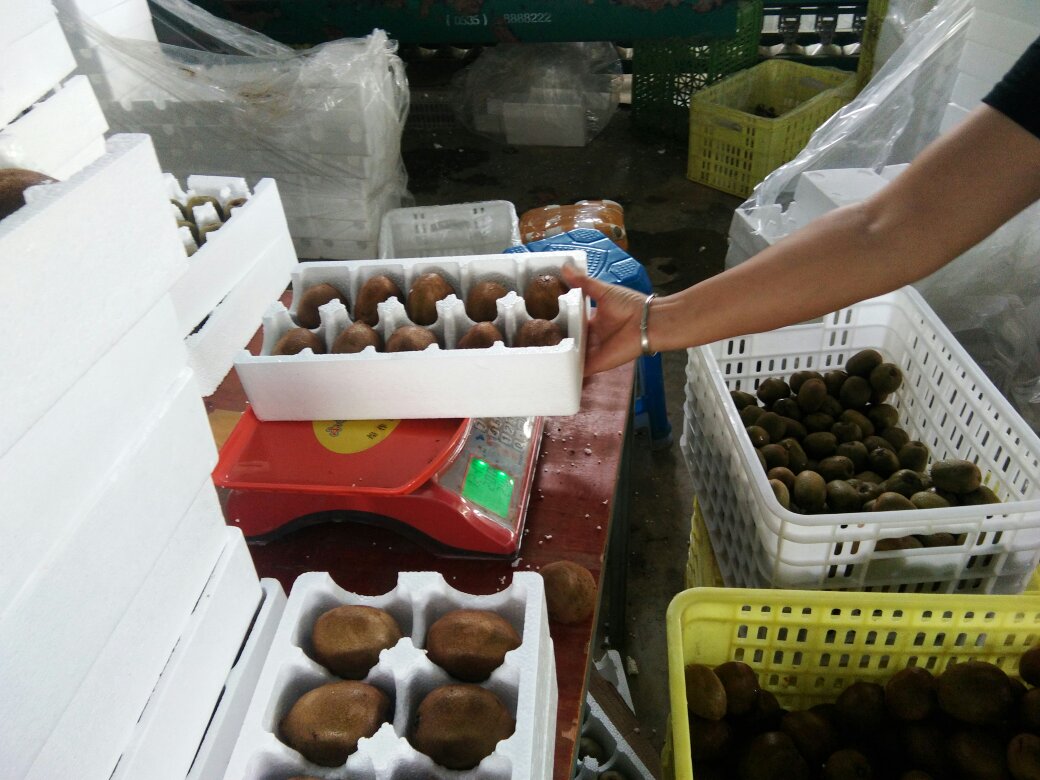 展示黄心猕猴桃在加工厂中进行清洗、分级、包装的流程 黄心猕猴桃加工与包装场景