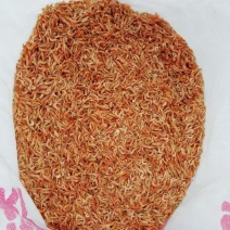 长阳清江干虾，鱼