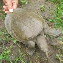中华鳖