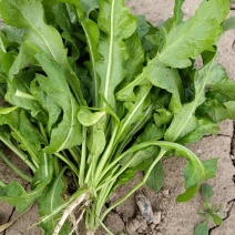 毛荠菜