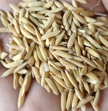 籼米稻2021年优质长粒新稻谷普优大量供应