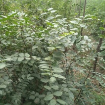 1.5米高左右的花椒苗