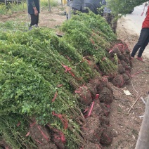 基地直供黄刺梅球小苗各种绿化苗木工程园林