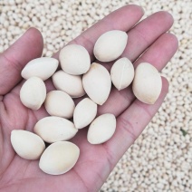 大量供应江苏邳州特产白果银杏果，新货大量上市