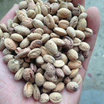 樱花种子大量批发樱花