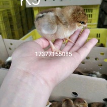 优质鸡鸭鹅苗供应