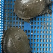 甲鱼