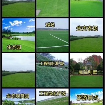 草坪种子