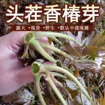莱阳香椿芽新鲜头茬野生香椿咸菜头腌制泡菜榨菜小酱酸
