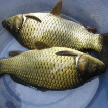 黄金鲫，镜鲤，虫虫鱼