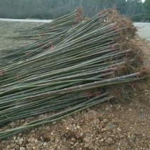 泡桐大量供应1-5公分泡桐
