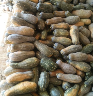 青皮,老南瓜,养殖专用,价格低,!