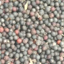 精选油菜籽
