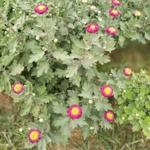 菊花26硬盆