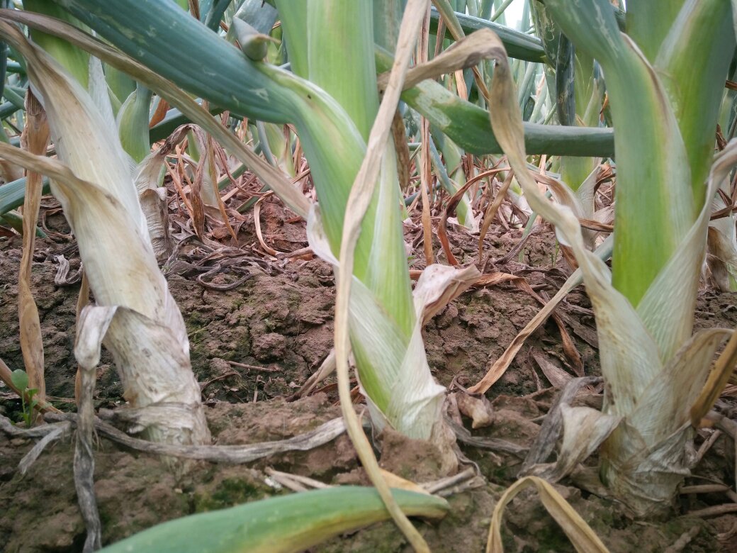 鸡腿大葱田间生长实景图