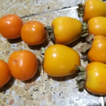 磨盘圆柿子可做柿饼