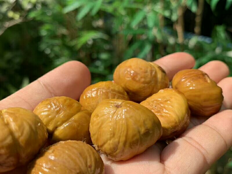 油栗种植基地