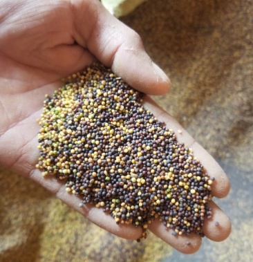 [油菜籽批发]油菜籽,黑菜籽,花菜籽,黄菜籽常年大量有货价格3.