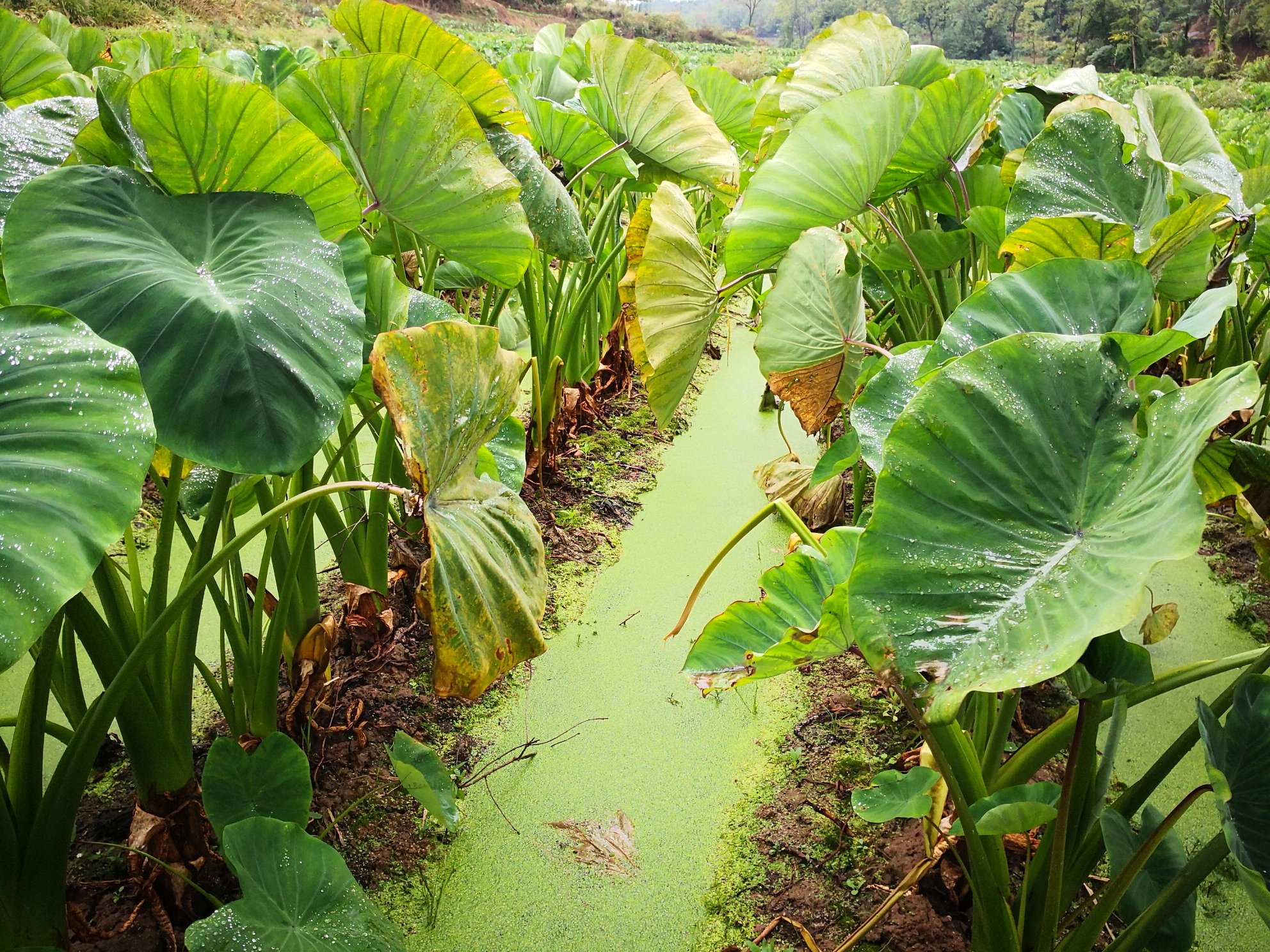 芋头田间生长特写
