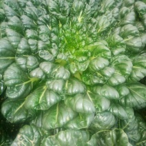 菊花菜