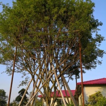树葡萄（嘉宝果）