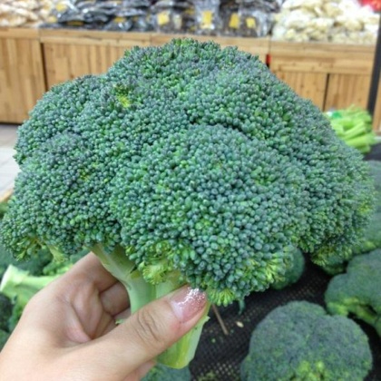 热门地区西兰花种子行情