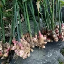 小白姜种