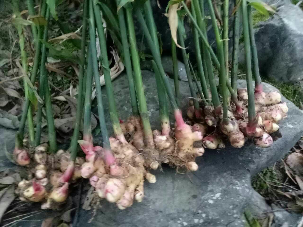 老姜在田间生长状态