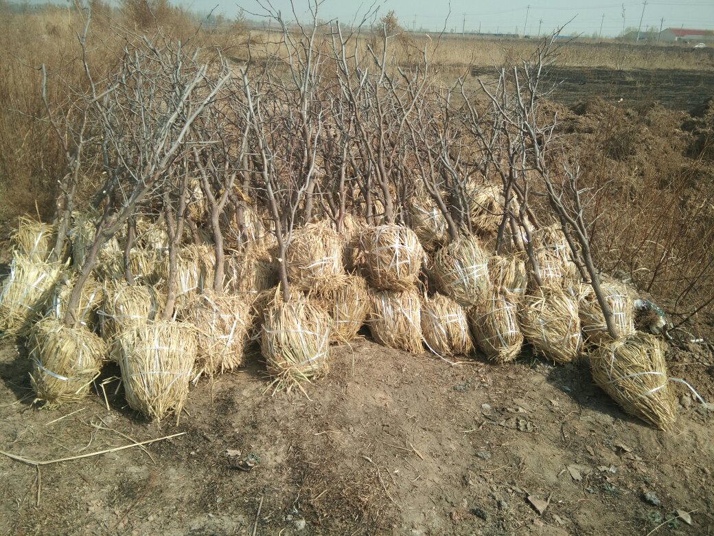 冬季果园覆盖稻草防寒,保护根系和花芽 开阳枇杷果园冬季覆盖防寒措施