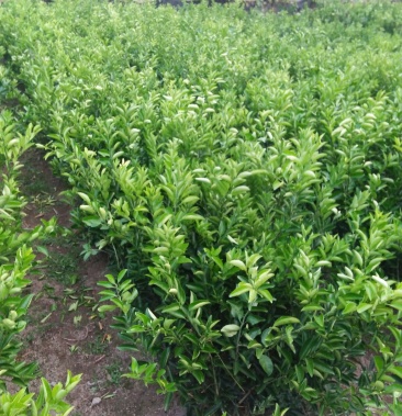 药用枳壳苗30一110㎝