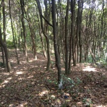 山地