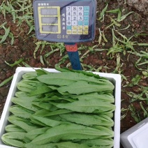 油麦菜25~30厘米以上，质量好，价格优
